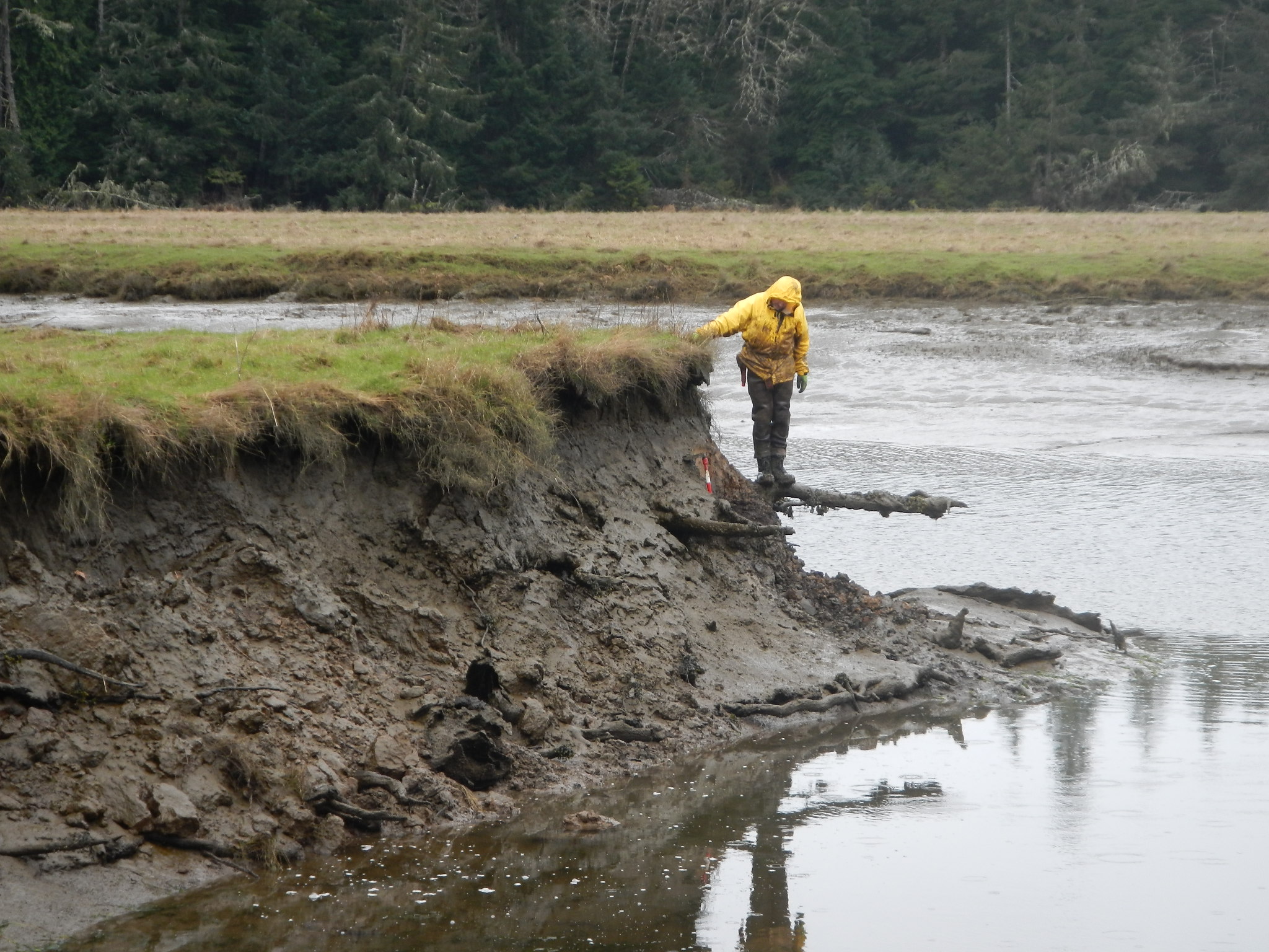 Scientist standing on the bank of a muddy river